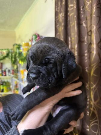 Продажа щенков