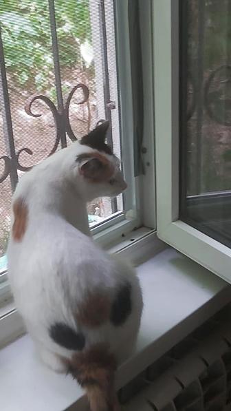 Кошка даром