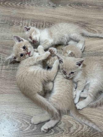 Котят в добрые руки