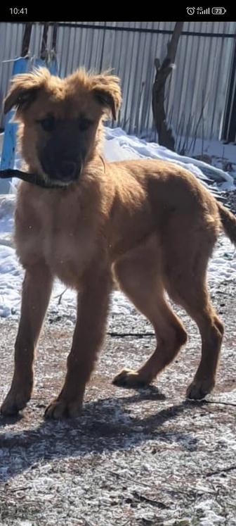 Отдам щенка