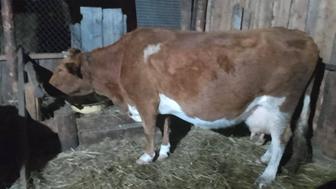 Продается корова