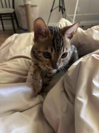 Котенок на передержку