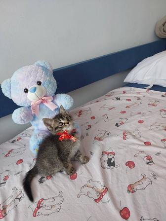 Девочка шотландская 2 мес