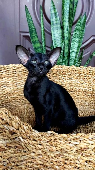 Ориентальные Котята.