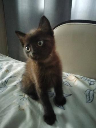 Отдам 2 чуда чудных в добрые руки к лотку приучены, едят домашнюю пищу