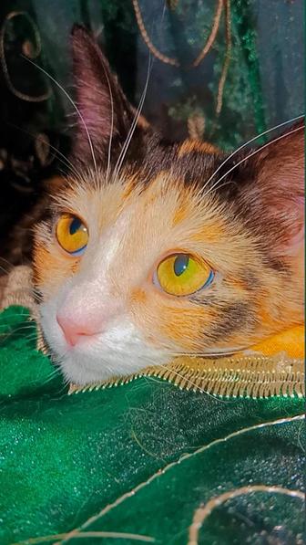 Хэппи ищет дом, котенок