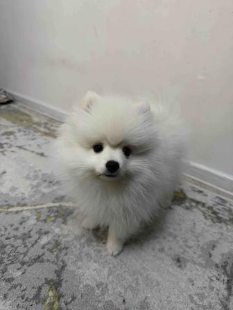 Продам померанского шпица