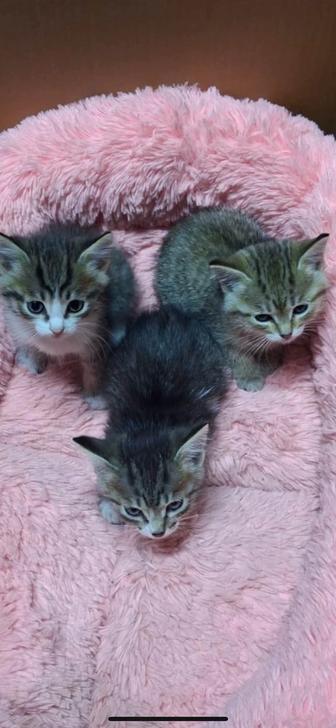 Отдам котят в хорошие руки
