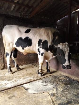 Продам быка