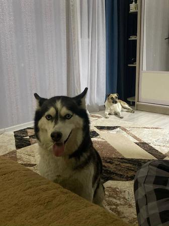 Собаки
