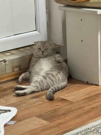 шотландская вислоухая кошка