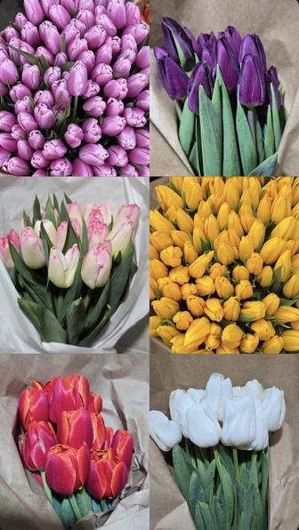 Свежие Голландские тюльпаны