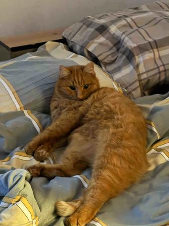 Отдам кота в добрые руки