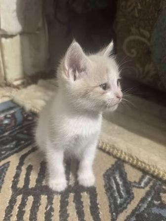 Отдам котят в хорошие руки