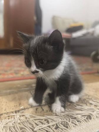 Отдам котят в хорошие руки