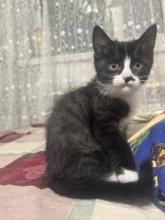 Отдам котенка в хорошие руки