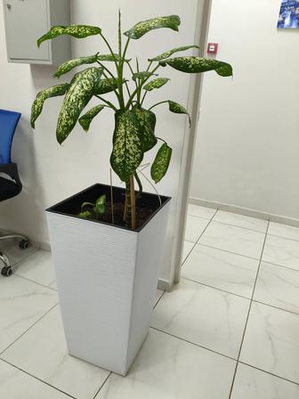 Продам комнатные цветы.Для дома и офиса