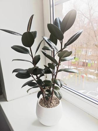 Фикус Мелани