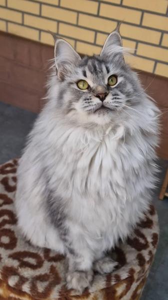 Мейн-кун. Девочка