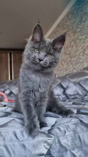 Мейн-кун. Девочка