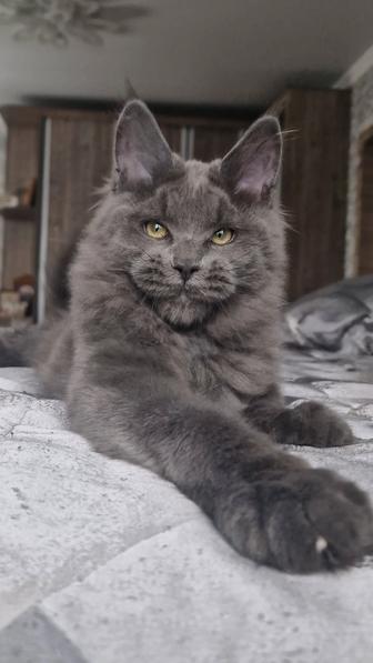 Мейн-кун. Девочка