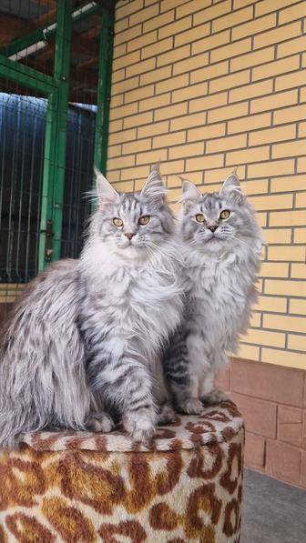 Мейн-куны. Девочки.