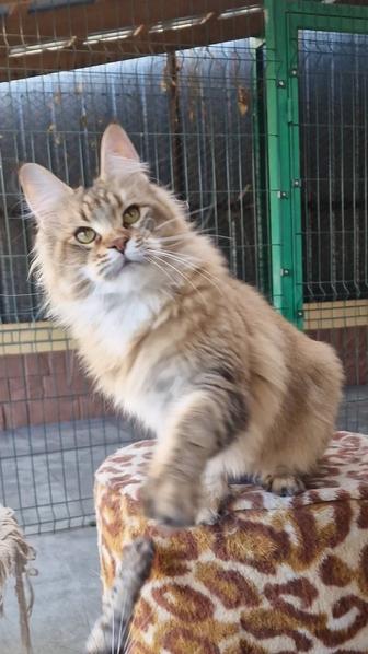 Мейн-кун. Девочка