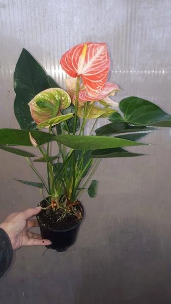 Антуриум ( мужское счастье)