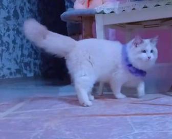 Породистый кот Рэгдолл, красивый, умный