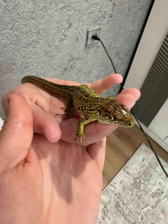 Ящерицу с аквариумом