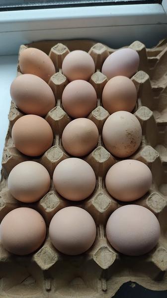 Кученская юбилейная