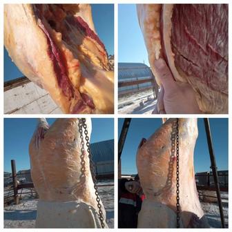 Соғым Астана Конина Жабағы