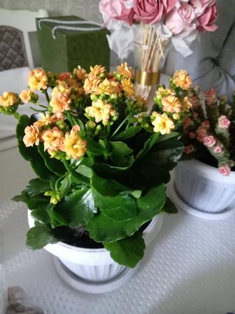 Продам цветы