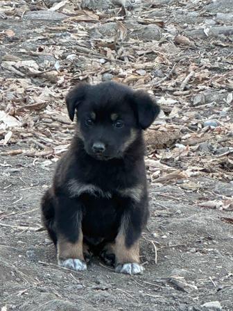 Щенки ищут дом и любящую семью