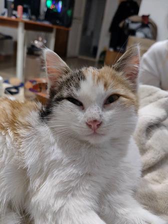 Милейшая кошечка