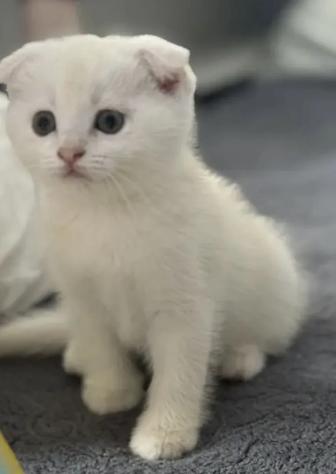 Котята белые вислоушки