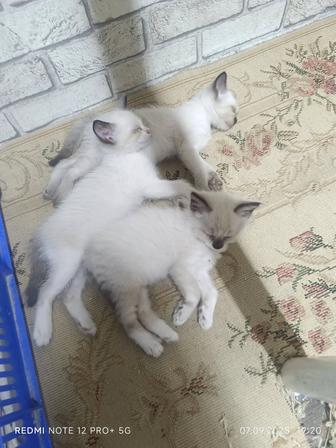 Отдам котят
