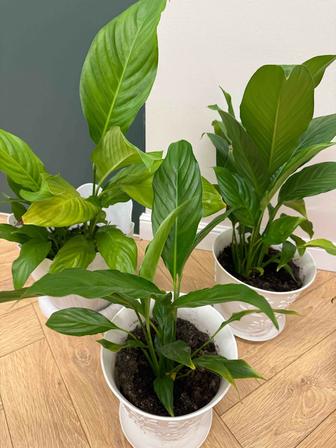 Цветы комнатные