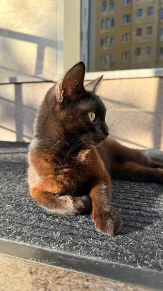 Кошка ищет дом
