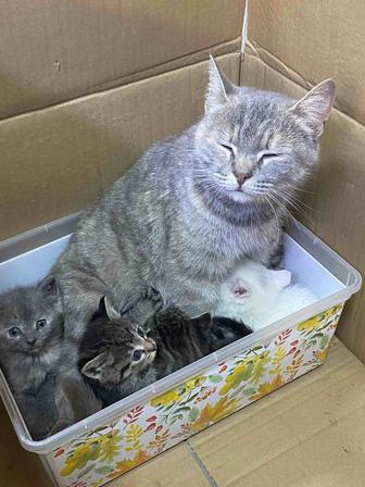 Отдам кошку даром, бесплатно