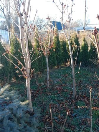 Продажа карагоча тополь клен ясень береза