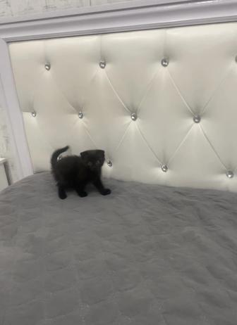 Вислоухий котенок