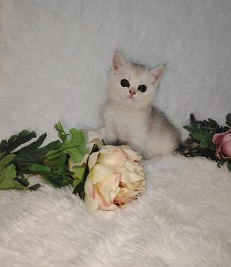 Котята с документами шиншилла