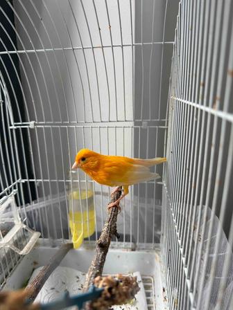 Продам канарейку. Самец