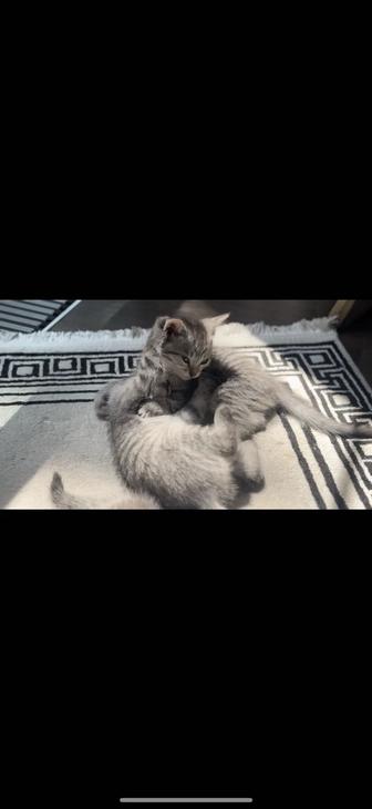 Котята