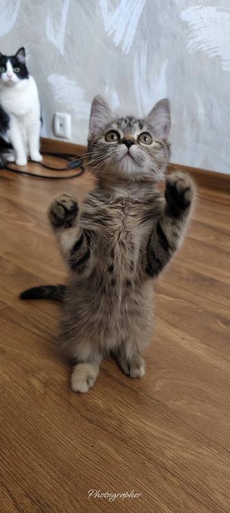 Котенок девочка