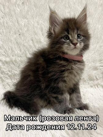 Мейн кун. Котики и кошечки. Документы.