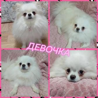 Предлагается к продаже эксклюзивная девочка померанского шпица.Возраст 2год