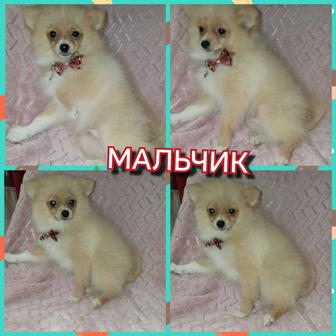 Предлагаются к продаже подрощенные щенки померанского шпица миники.Доставка
