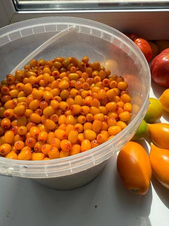 Свежая Облепиха продам